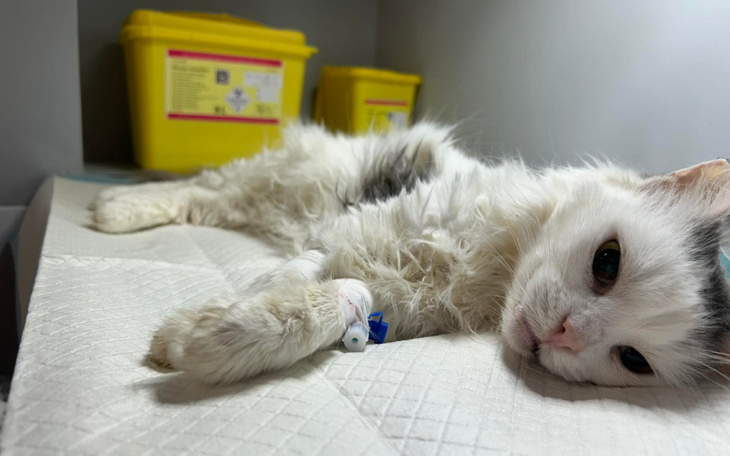 Chory kot leży na łóżku, z kroplówką w łapie.