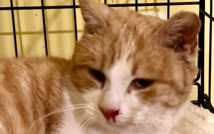 Kot odpoczywający w klatce, z widoczną raną na nosie.