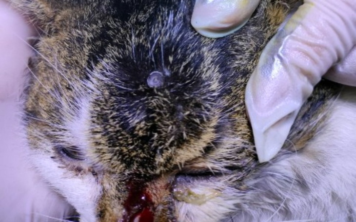 Zbiórka Kotek postrzelony z wiatrówki - zdjęcie główne