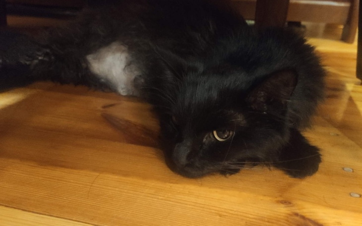 Zbiórka Walczymy o Dixi - zdjęcie główne