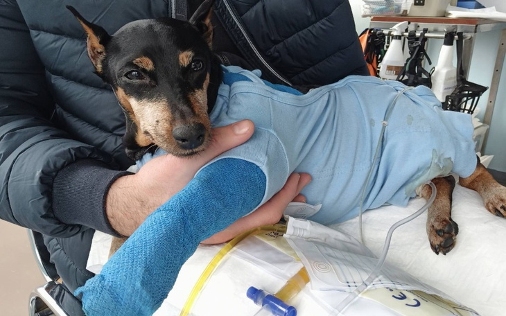 Zbiórka leczenie psa Jessi - zdjęcie główne