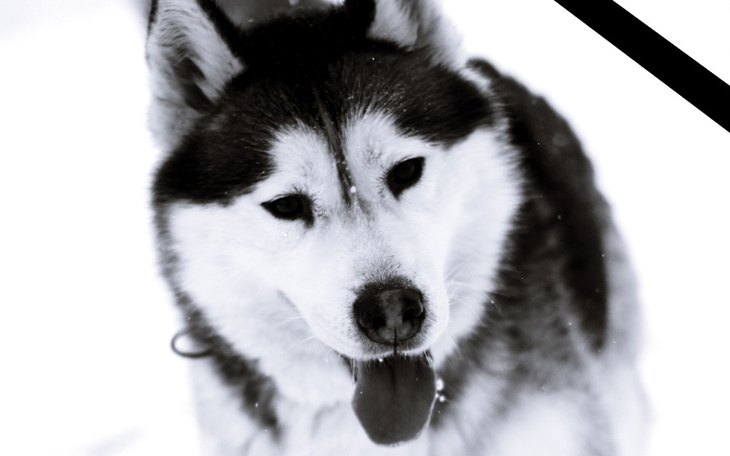 Zbiórka Śmierć psów - walka o prawdę - zdjęcie główne