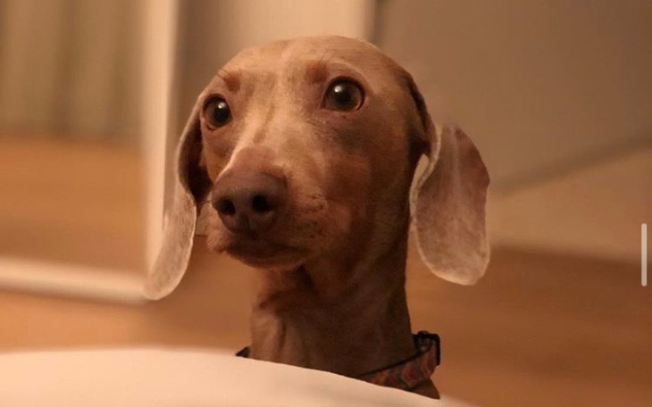 Zbiórka Leczenie Morti - zdjęcie główne