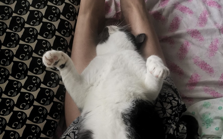 Zbiórka Pomoc dla Pokebola - zdjęcie główne