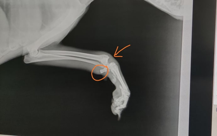 Zbiórka Pilna operacja ratująca łapę - zdjęcie główne