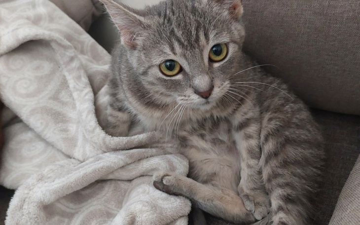 Zbiórka Pilnie potrzebna pomoc. - zdjęcie główne