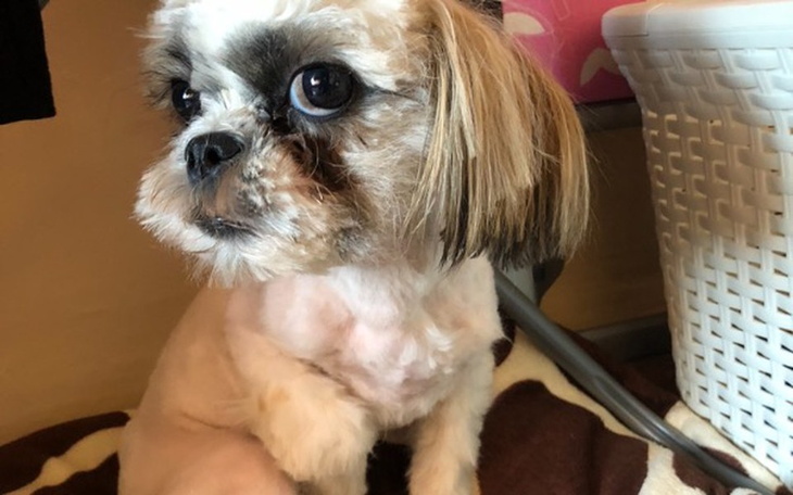 Zbiórka Zbiórka na nowe schronisko :) - zdjęcie główne