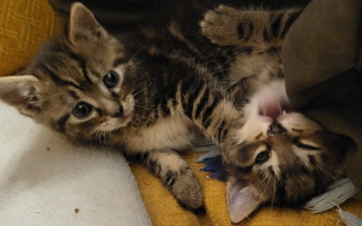 Zbiórka Panleuko na tymczasie - zdjęcie główne