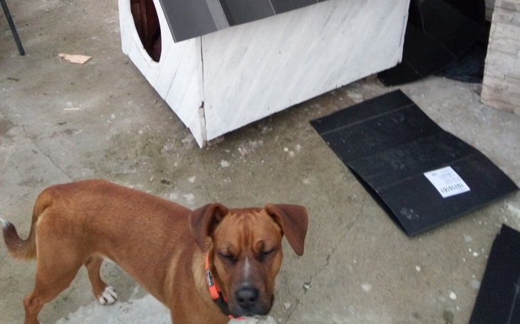 Zbiórka Mój przyjaciel Klopek - zdjęcie główne