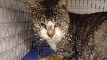 Zbiórka Barney - miniaturka zdjęcia