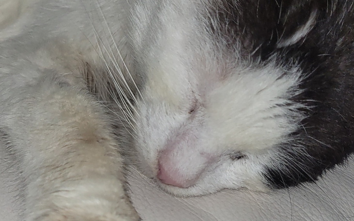 Kot śpiący na miękkiej powierzchni.