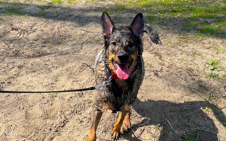 Zbiórka Operacja stabilizacji stawu-TPLO - zdjęcie główne