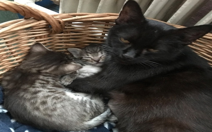 Zbiórka Żywność i leczenie dla kotów - zdjęcie główne