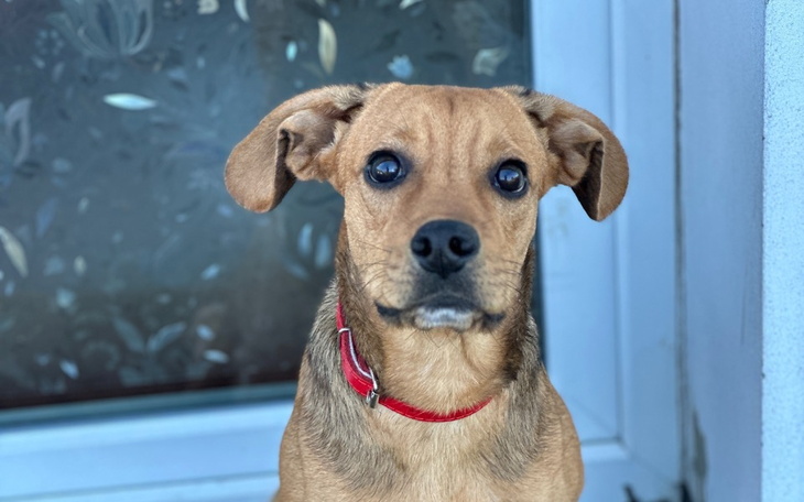 Zbiórka Zbieramy na operację łapy Atoma - zdjęcie główne