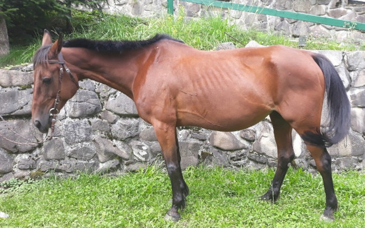 Chudy koń stojący na trawie obok kamiennego muru.