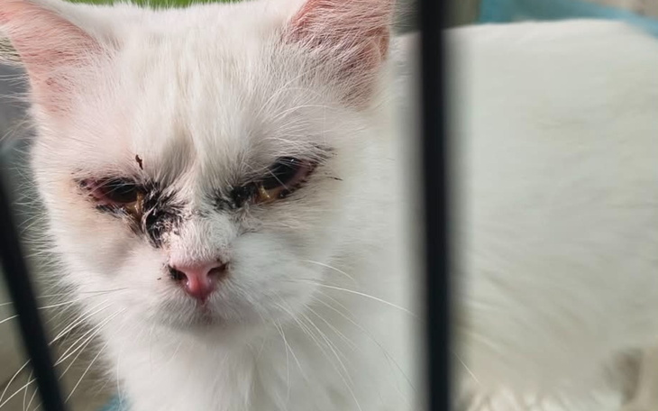 Biały kot z raną na pyszczku, patrzący przez kraty.