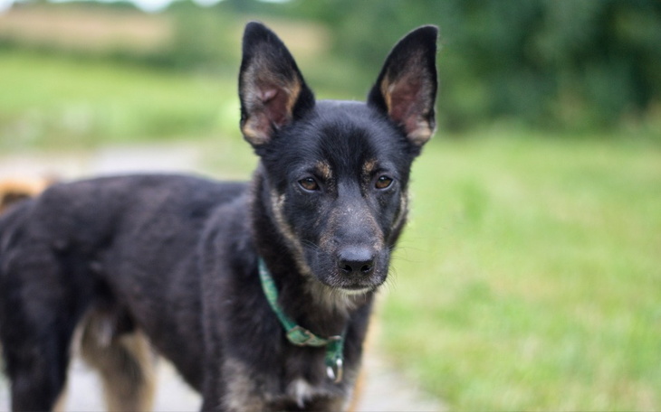 Czarny pies z dużymi uszami, patrzący w obiektyw na tle zielonej trawy.
