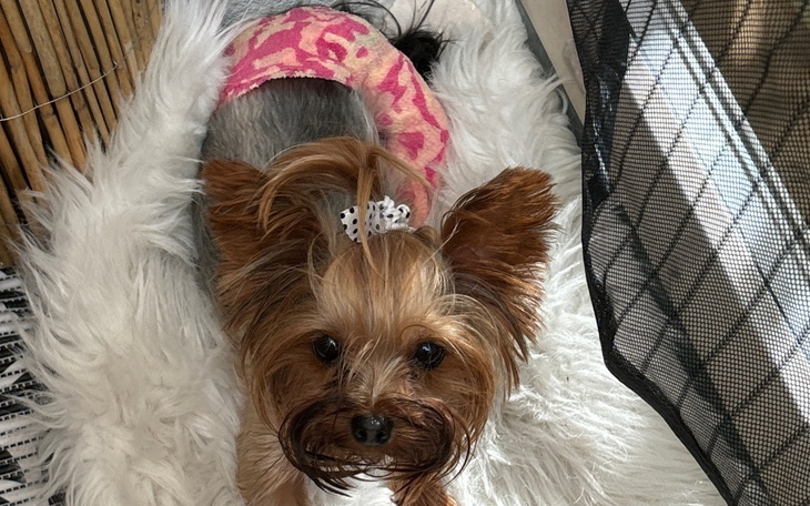 Zbiórka Leczenie złamanej Łapki Loli - zdjęcie główne