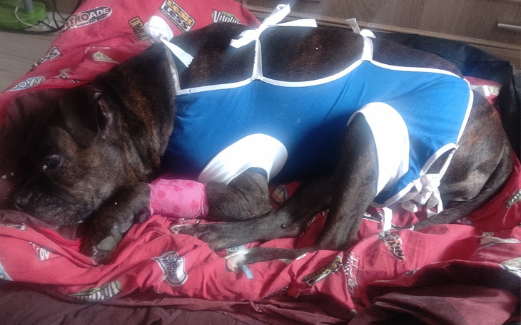 Zbiórka Coretta - bokser w potrzebie - zdjęcie główne