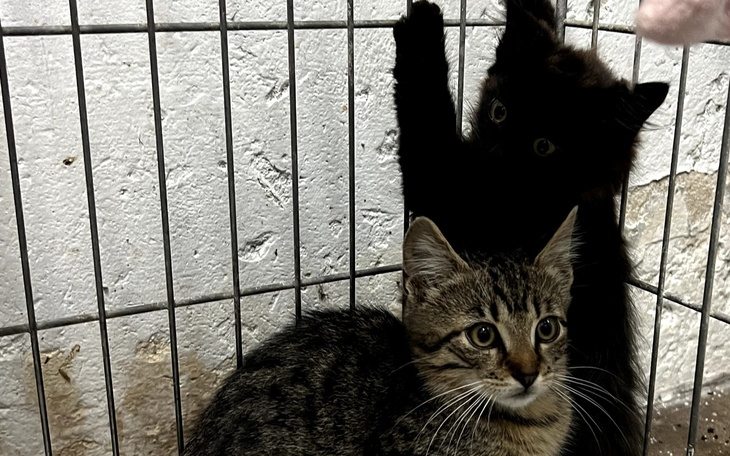 Dwa koty w klatce, jeden czarny, drugi pręgowany.