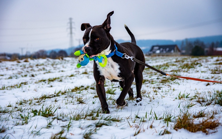 Pies spacerujący po śniegu z zabawką w pysku.