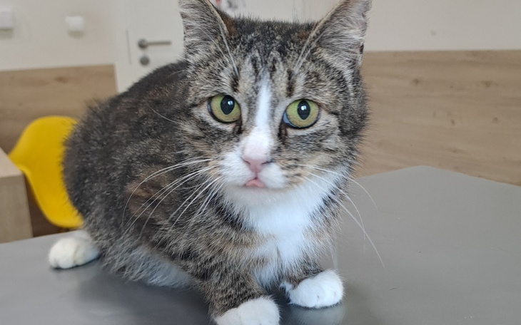 Zbiórka Badania dla Eklerki Pomóż - zdjęcie główne