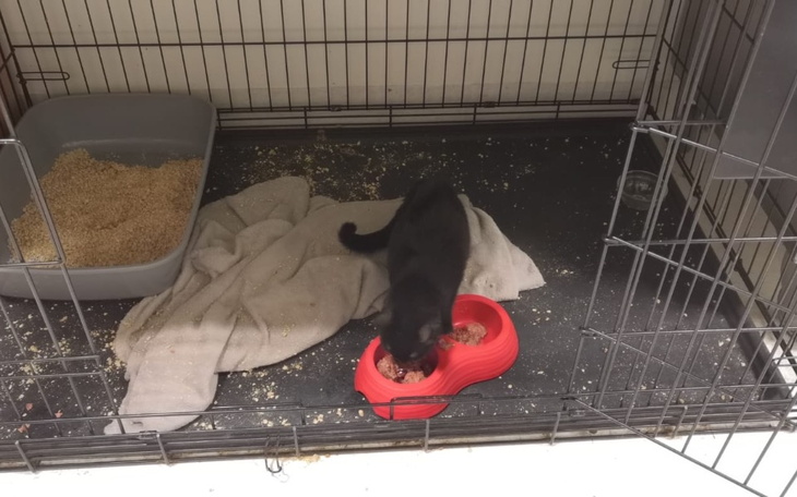 Zbiórka Dla naszych kociaków - zdjęcie główne