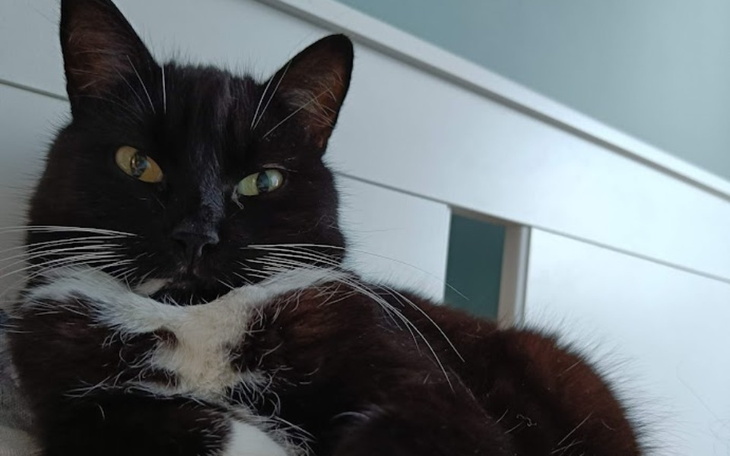 Zbiórka KIWI walczy z FIP - zdjęcie główne