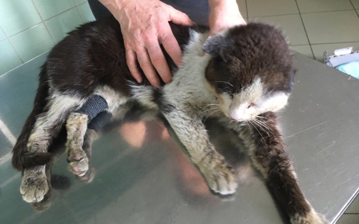 Zbiórka Wycieńczony... błaga o pomoc! - zdjęcie główne