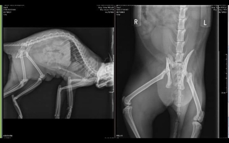 Zbiórka Kotka Pusia potrzebuje ratunku - zdjęcie główne