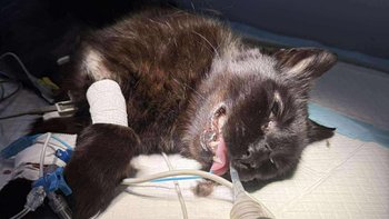 Zbiórka Ból małych ząbków - miniaturka zdjęcia