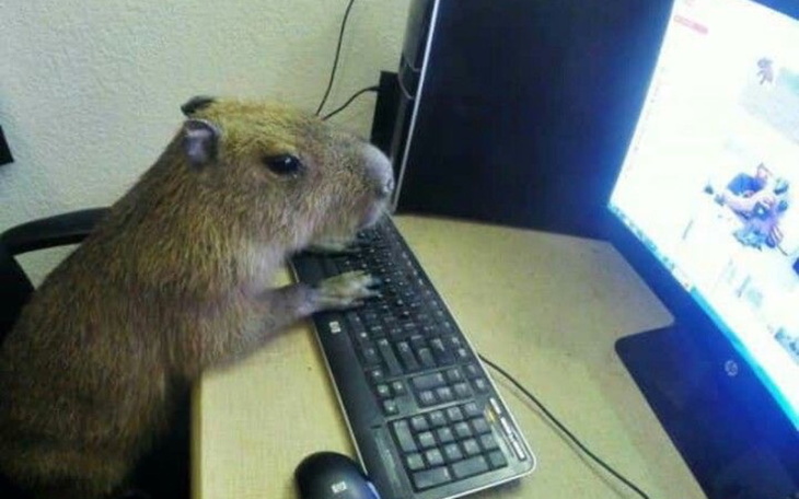 Zbiórka na kapibare i na kerfusia - zdjęcie główne