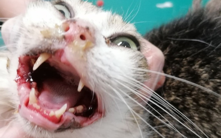 Zbiórka Umarłaby z głodu - zdjęcie główne