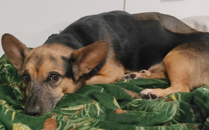 Pies leżący na zielonym kocu, z wyrazem smutku w oczach.