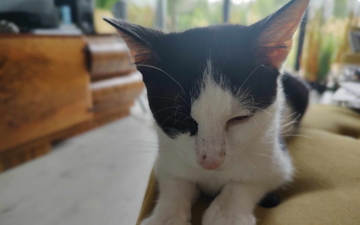 Zbiórka Wspaniały kotek Franio chce żyć - zdjęcie główne