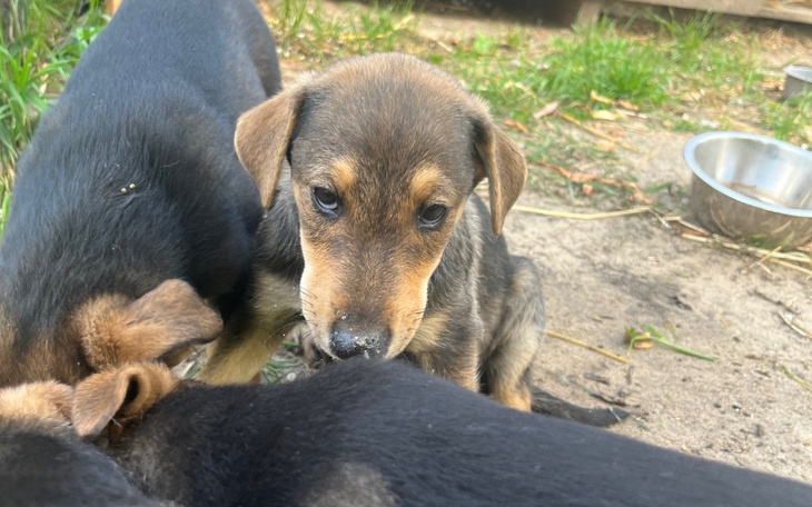 Zbiórka Uchronić je przed Sobolewem - zdjęcie główne