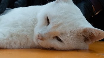 Zbiórka Ratuj Lucjusza - miniaturka zdjęcia