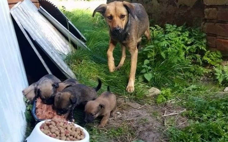 Pies z szczeniętami jedzącymi z miski.