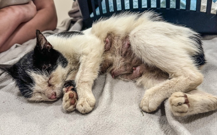 Śpiący kot z kociętami, odpoczywający na szarej kocyku.