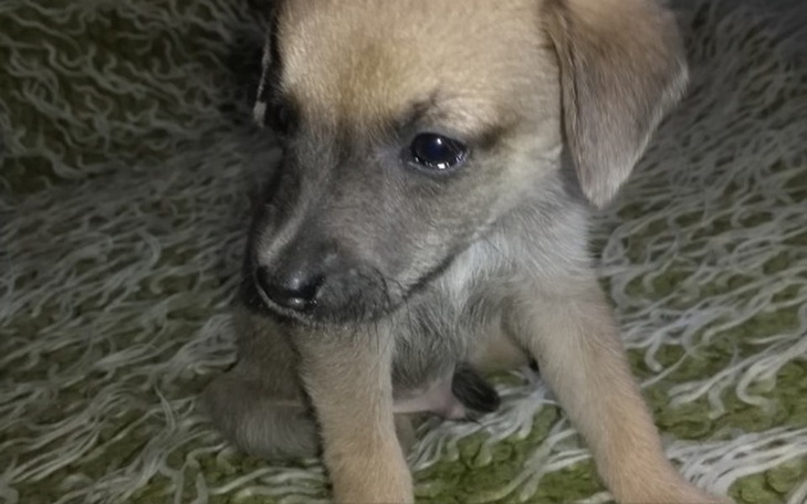 Zbiórka Na pomoc Keksikowi - zdjęcie główne