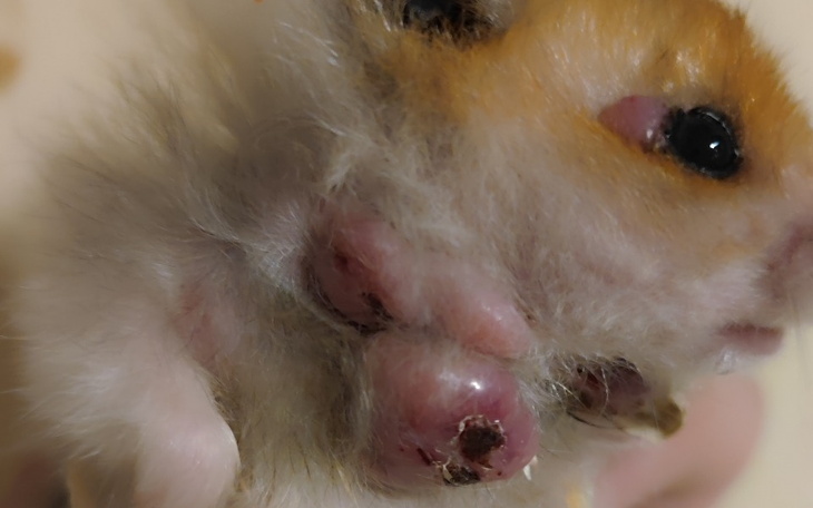 Zbiórka Operacja chomika Puchatka - zdjęcie główne