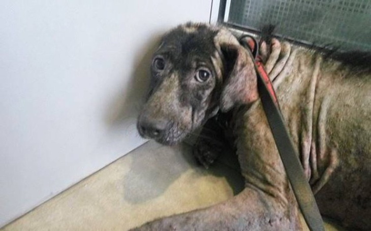 Chory pies leżący na podłodze, z wyraźnym smutkiem w oczach.