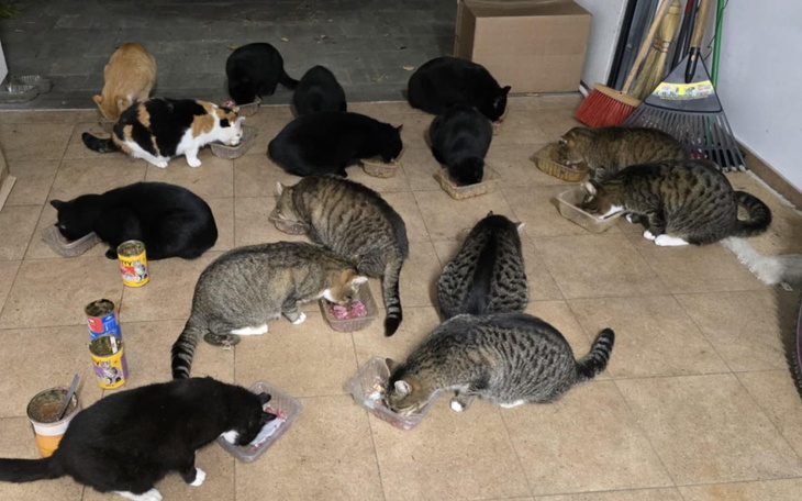 Grupa kotów jedzących w jednym miejscu, w różnych kolorach.