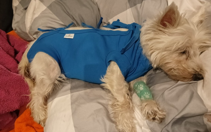 Zbiórka Operacja łapy Lejli - zdjęcie główne