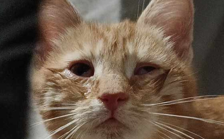 Zbiórka Na ratunek oczom Treflika - zdjęcie główne