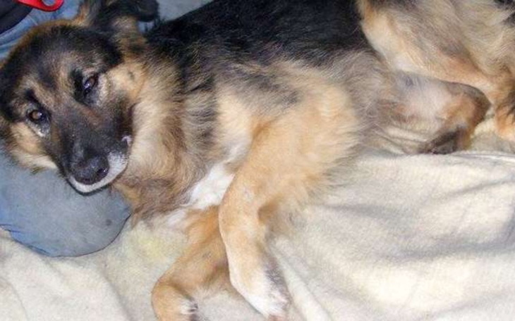 Zbiórka Pomoc dla pieska toffika - zdjęcie główne