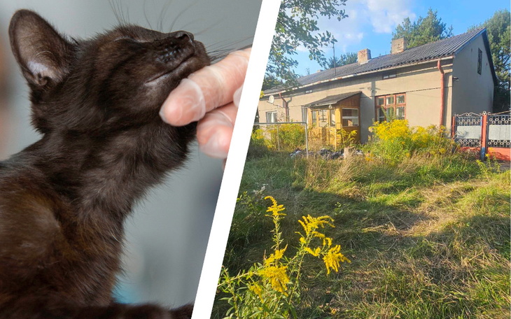 Czarny kot głaskany przez rękę, w tle dom i roślinność.