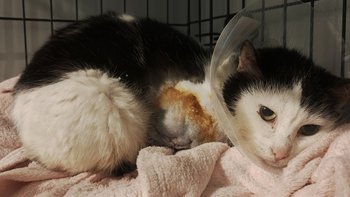 Zbiórka Każdy dzień to strach - miniaturka zdjęcia