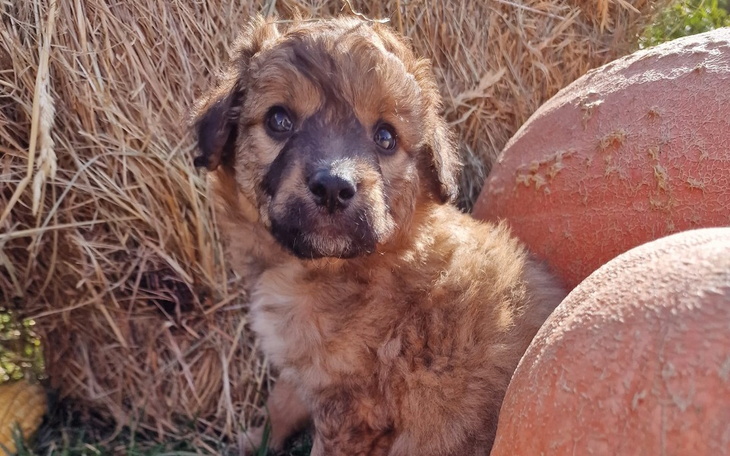 Zbiórka Bazarek Kudłatej Przystani - zdjęcie główne