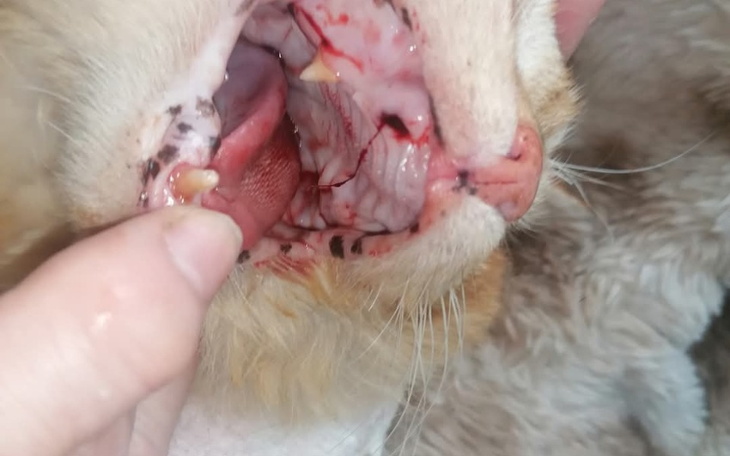 Zbliżenie na pysk kota z ranami w jamie ustnej.